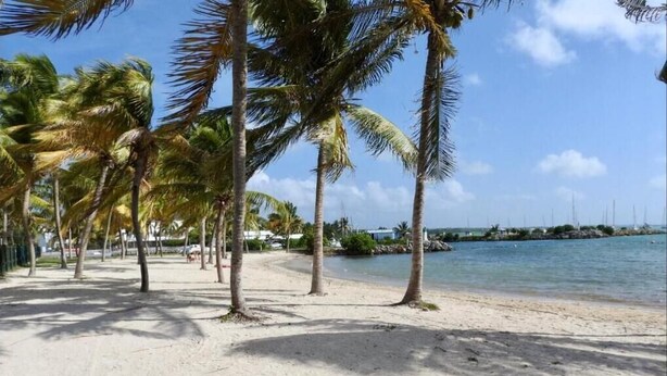 Una playa arenosa con palmeras y una vista despejada del océano.
