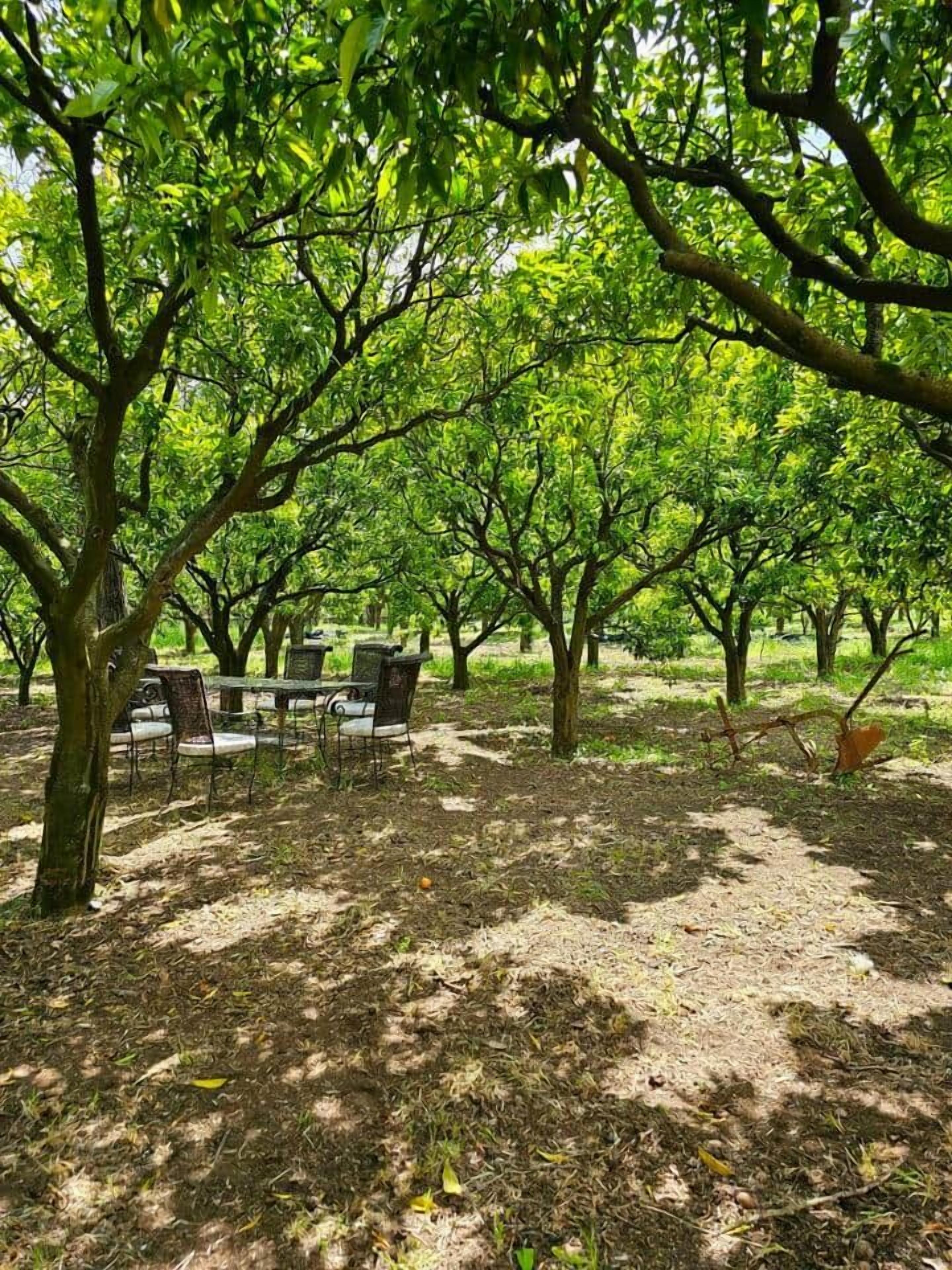 Un huerto con árboles, una mesa de picnic y sillas.
