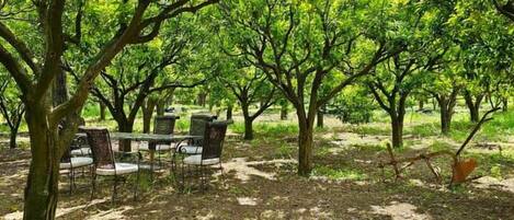 An orchard with trees, a picnic table, and chairs.