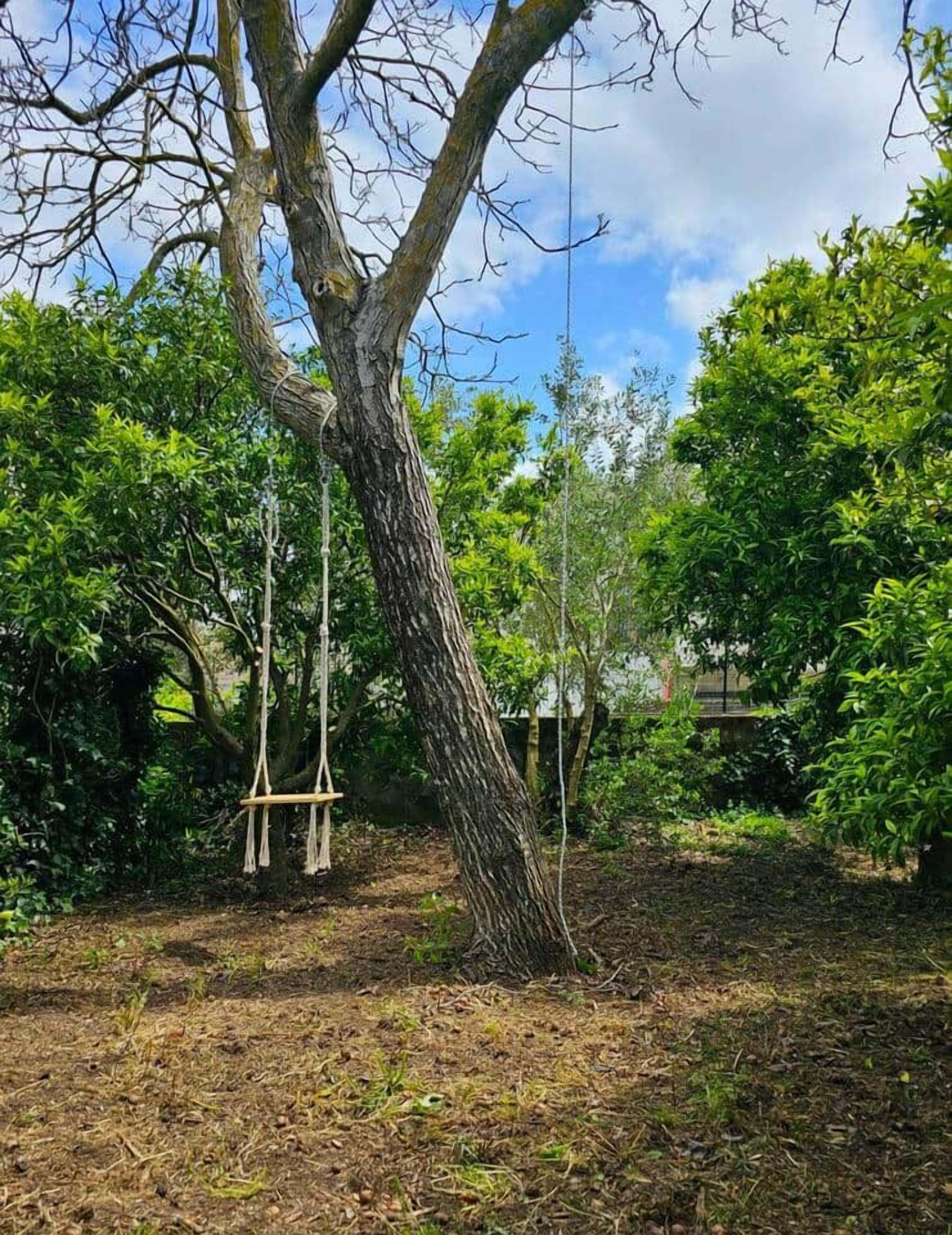 Ein Baum mit einer Schaukel, umgeben von dichtem Grün.