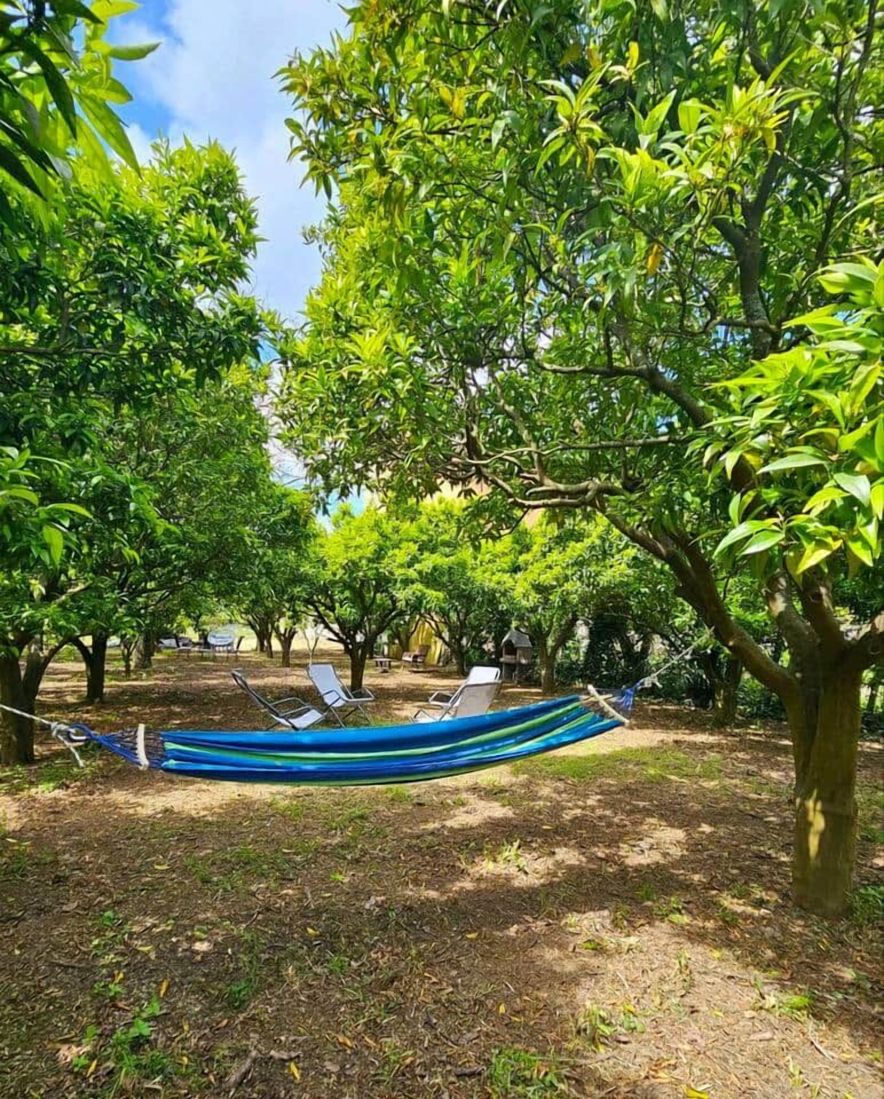 Una hamaca en una zona sombreada con árboles, rodeada por un campo de hierba.