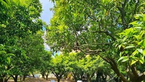 A hammock between trees in a park with chairs and a clear sky. - Il Mosaico Family Home near Pompeii (Angri)