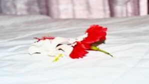 A single red and white flower on a white surface. - Michamvi Holiday Homes (Michamvi)