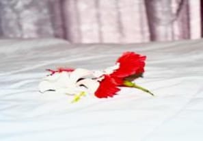 واي فاي مجانًا