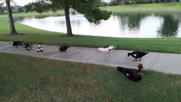 Terrein van de accommodatie