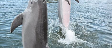 Two dolphins leaping out of the water with a thatched-roof structure and a dock in the background.