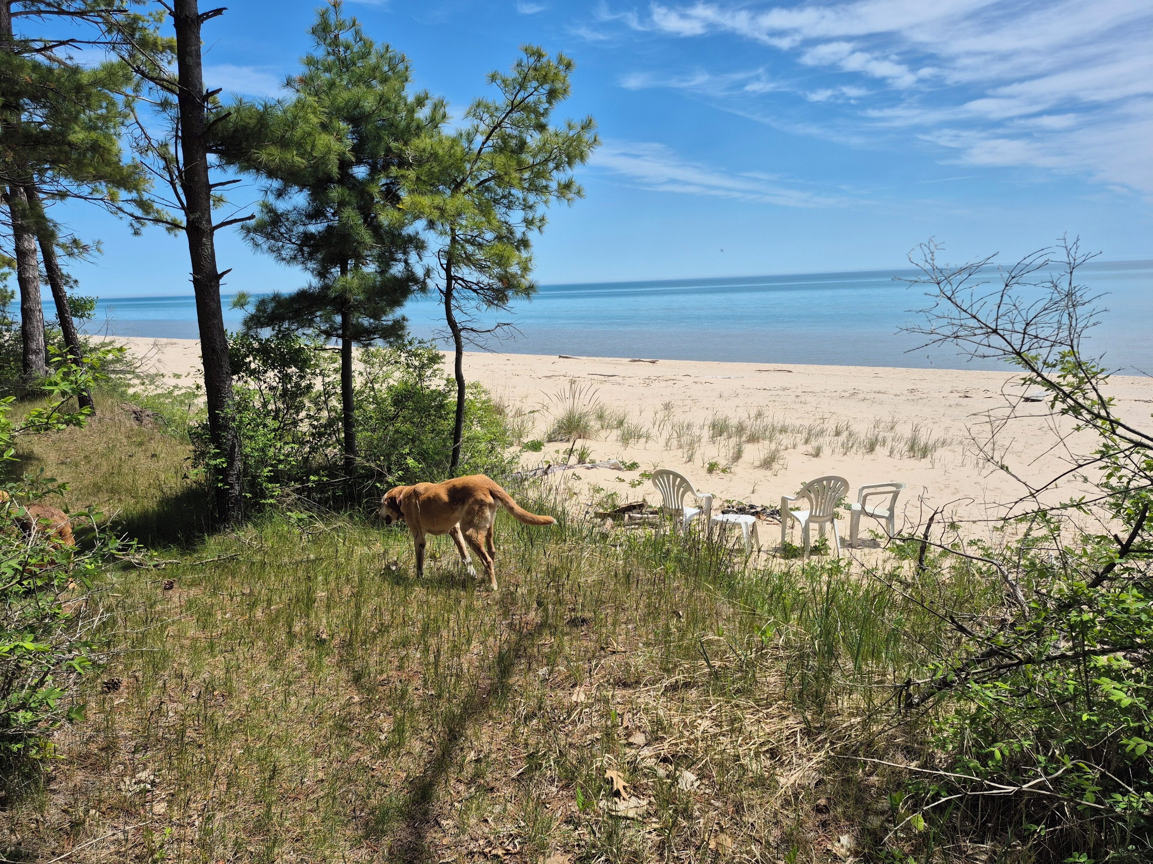 Una playa con árboles, un perro y sillas de plástico.