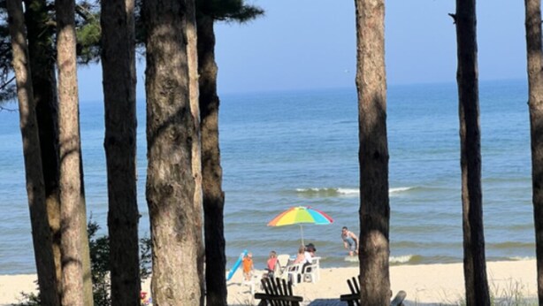 Eine Strandansicht mit hohen Bäumen, einem sandigen Ufer und einigen Liegestühlen und Sonnenschirmen.