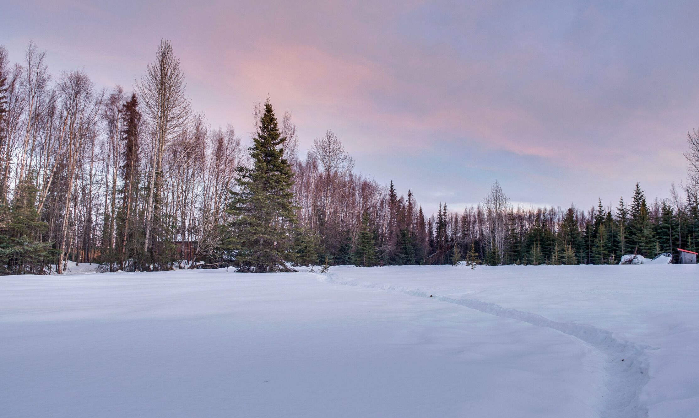 A snowy landscape with a forest of tall, leafless trees and a clear sky.