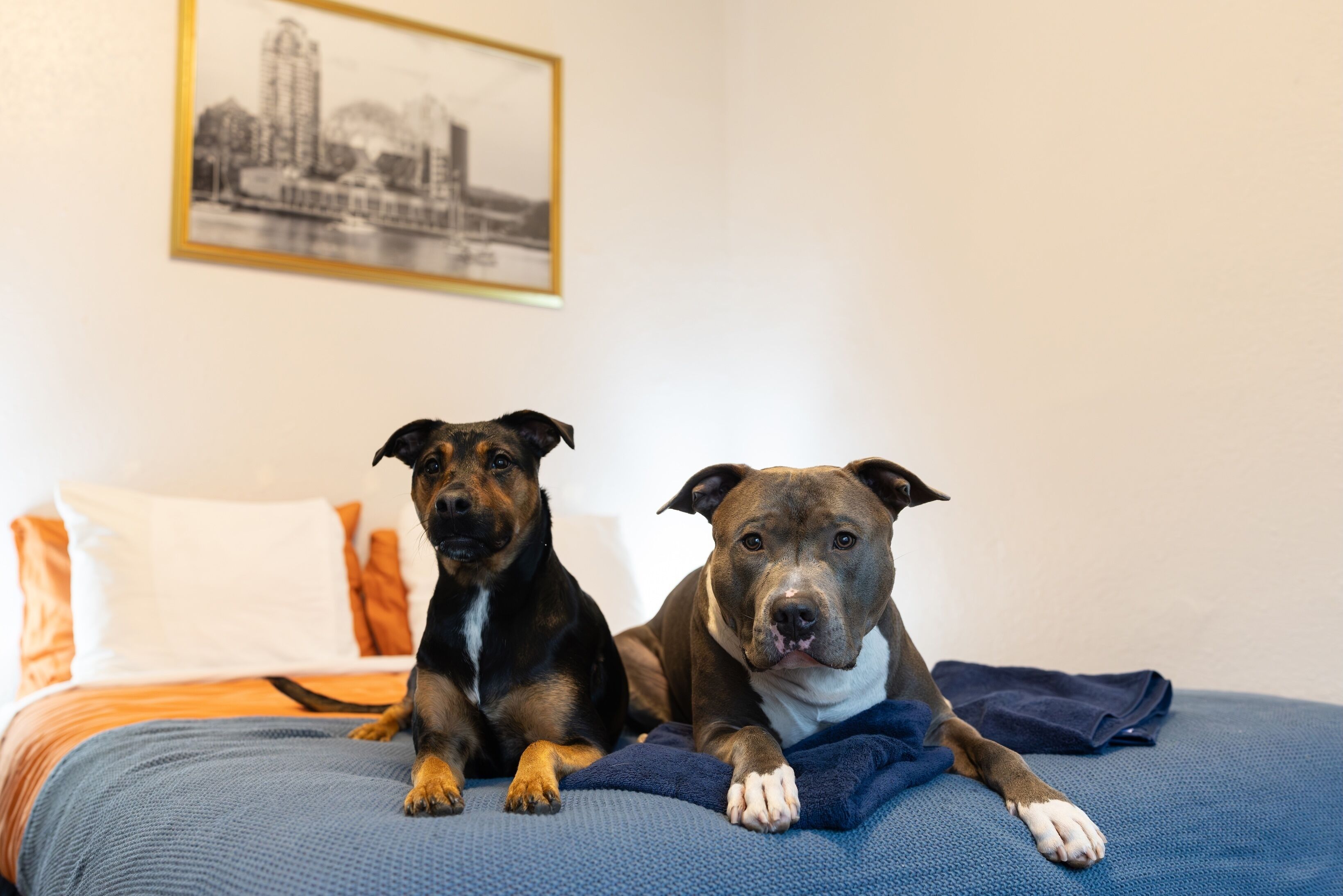 Two dogs on a bed with a cityscape picture on the wall.