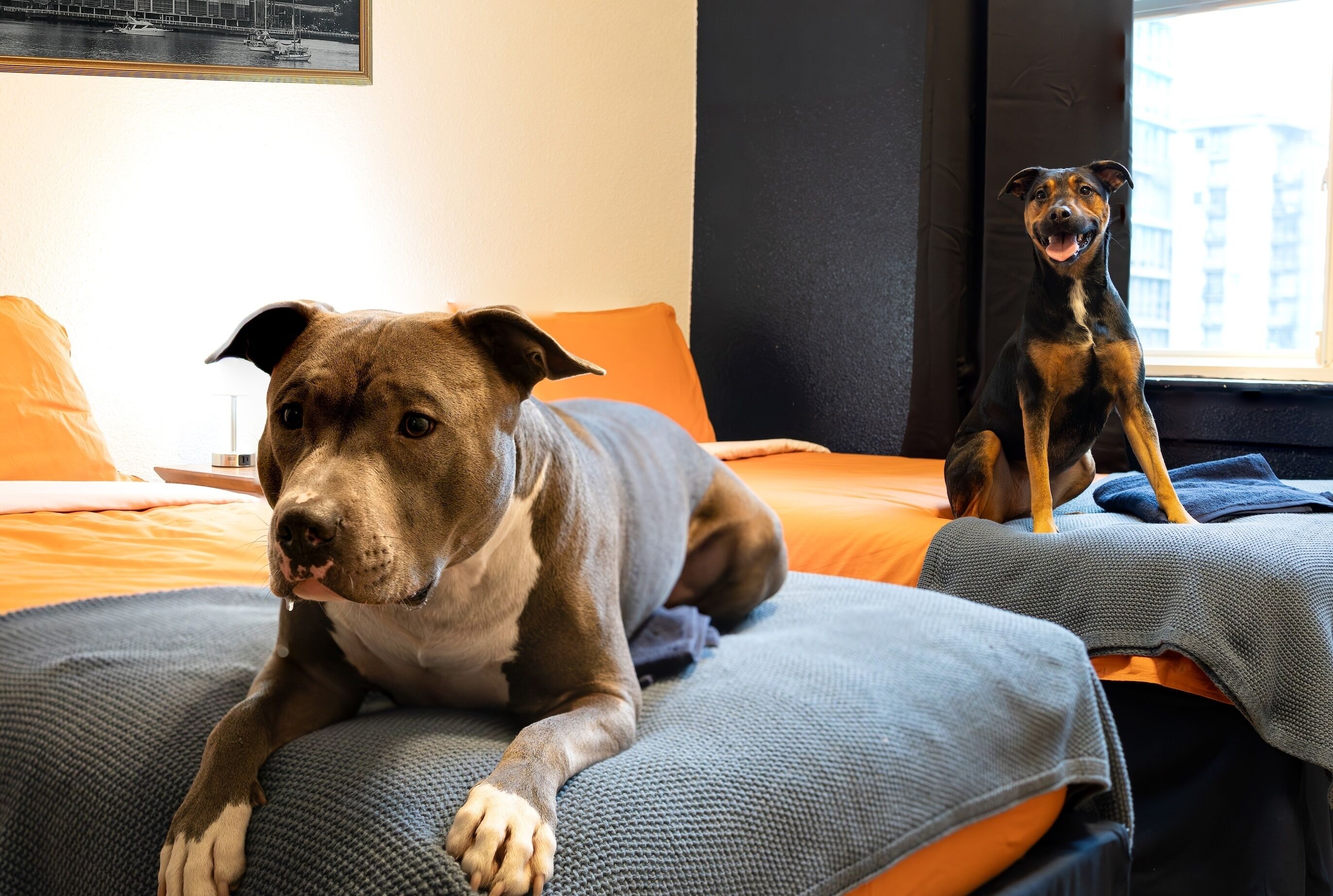 Pet Friendly Twin Room with Shared Washroom | Desk, free WiFi, bed sheets