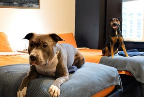 Pet Friendly Twin Room with Shared Washroom | Escritorio, wifi gratis, ropa de cama