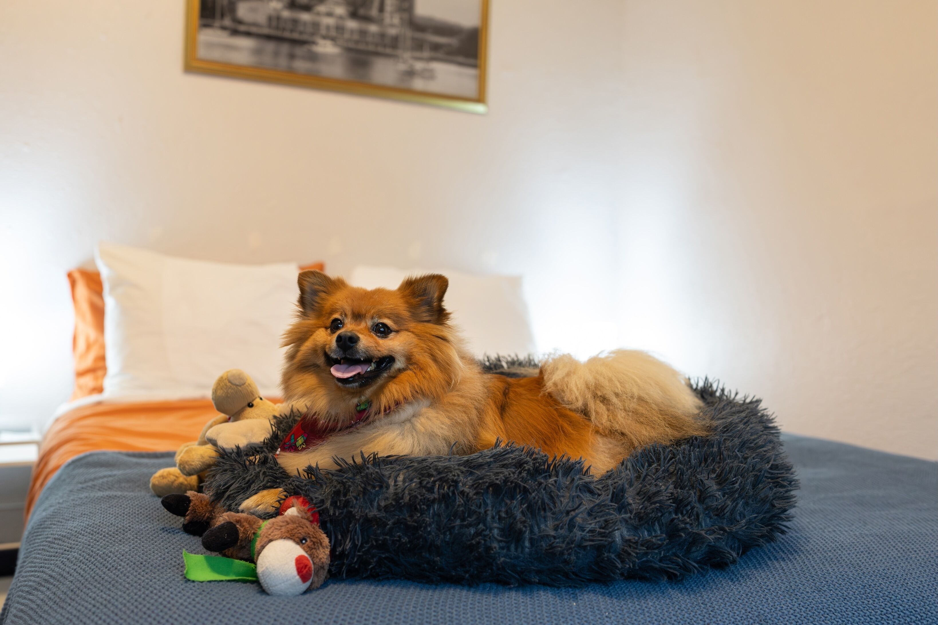 Pet Friendly Queen Room with Shared Washroom | Desk, free WiFi, bed sheets