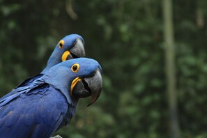 Two blue parrots with yellow beaks and eyes. - Proud Copacabana - Praia e Luxo. (Rio de Janeiro)
