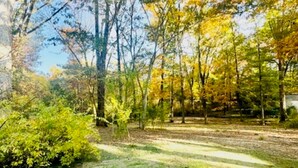A forested area with a grassy path and trees with yellow leaves.
