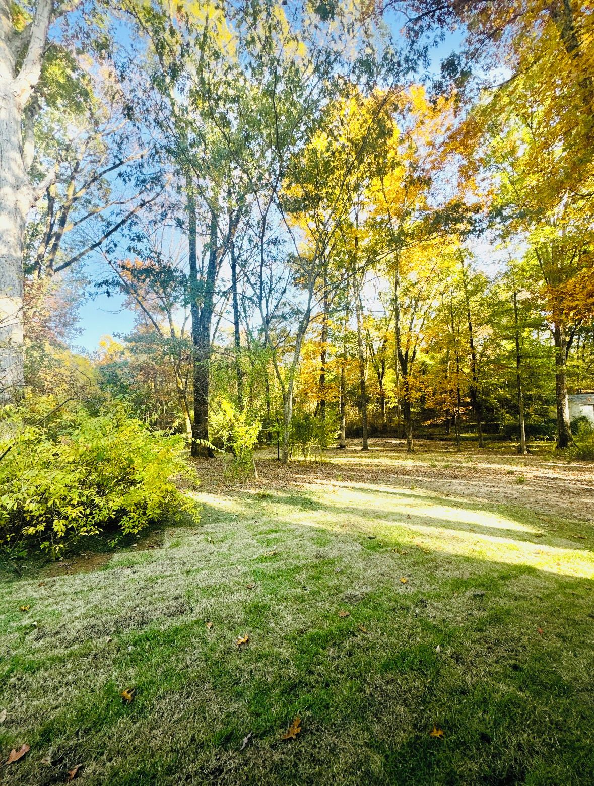Une zone herbeuse avec des arbres et un ciel dégagé.