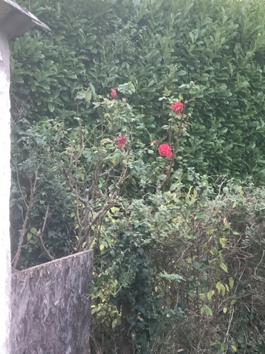 Maison de Type T3 jardin de 800 m carré garage remise cour totalement isolée.