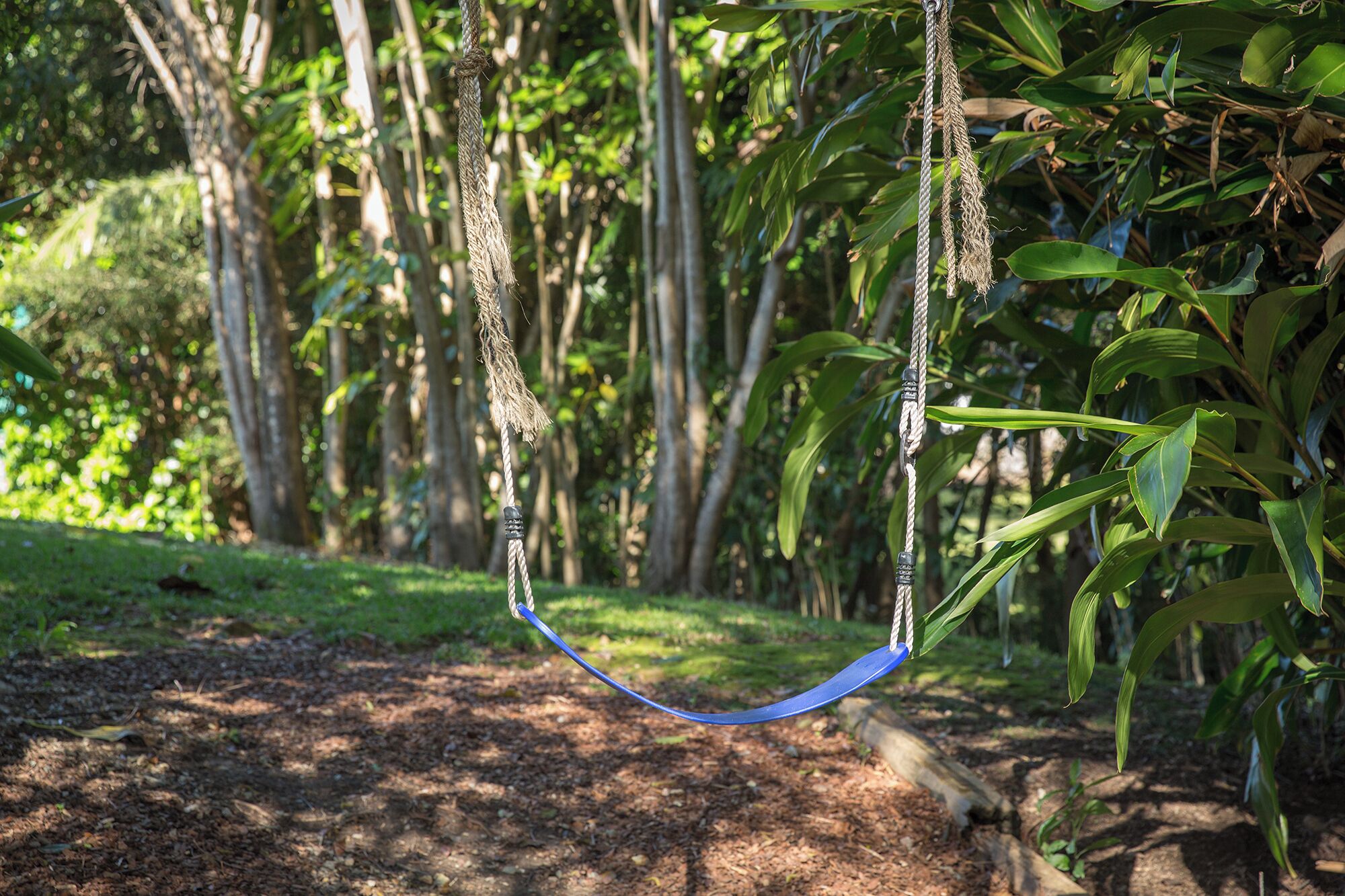 A hammock suspended between trees in a forested area.