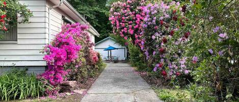 A pathway leading to a house with a satellite dish, surrounded by vibrant pink and purple flowering bushes.