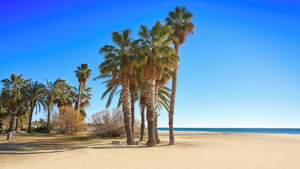 Een zandstrand met palmbomen en een helderblauwe lucht.