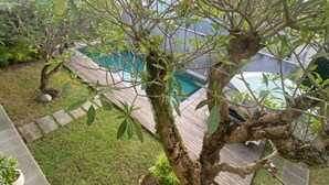 A garden area with a tree, a small pond, and a pool in the background. - Lotus Canggu (Tibubeneng)