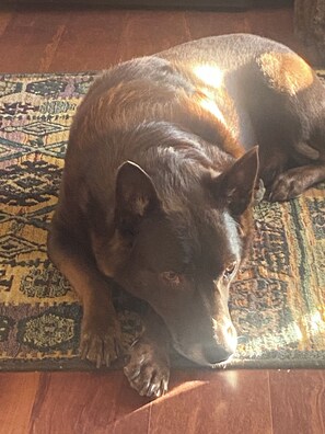 Huisdieren toegelaten