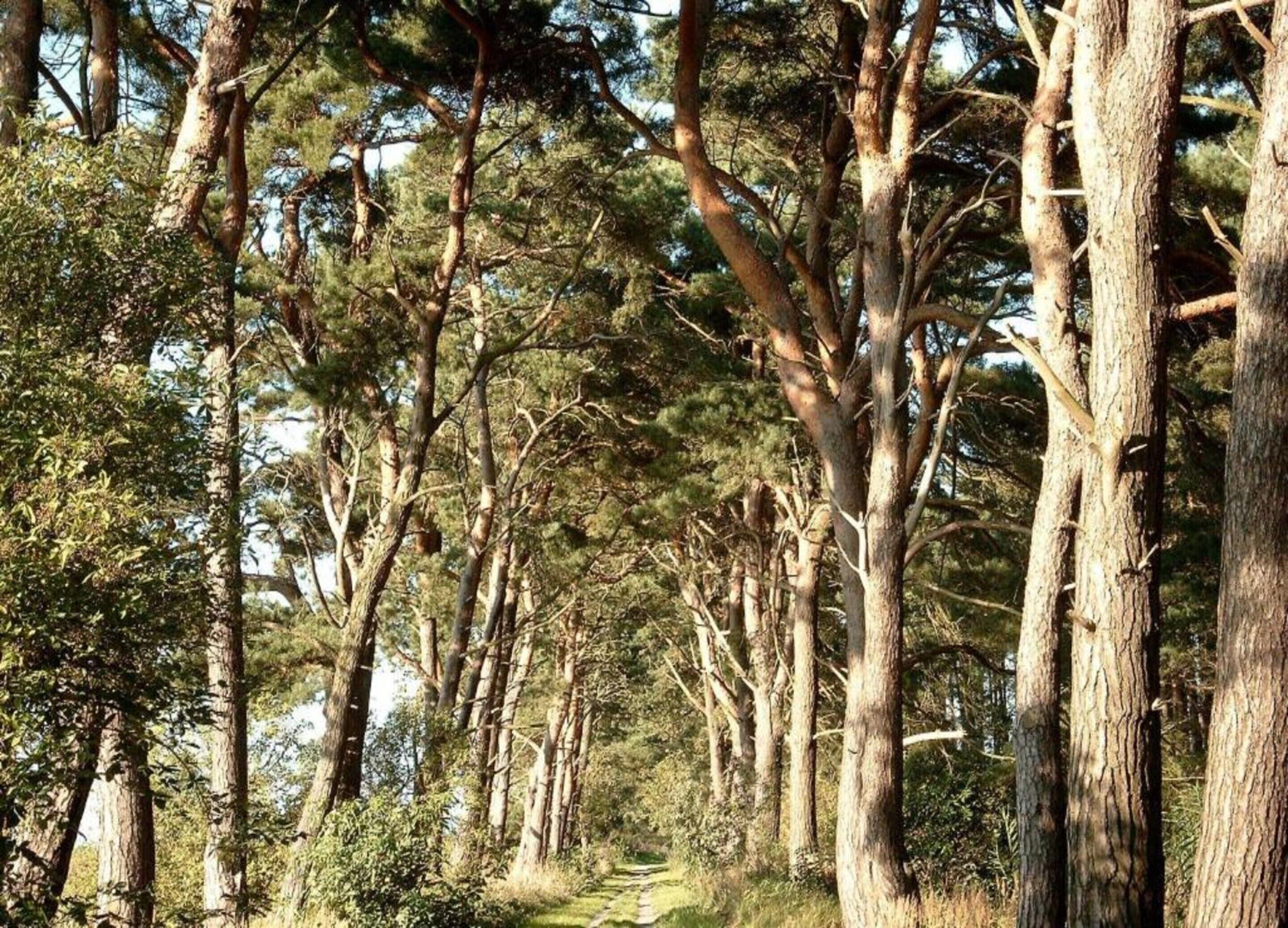 Un área boscosa con árboles altos y un sendero despejado.
