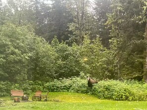Property grounds - Ravenwood Retreat: an Alaskan forest hideaway at the end of the road.   (Seward)