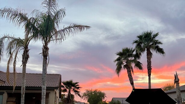 A swimming pool with a pink flamingo float, surrounded by palm trees and a brick wall. - Cozy 4bd3ba Pool/FirePit/BBQ House in Maricopa (Maricopa)
