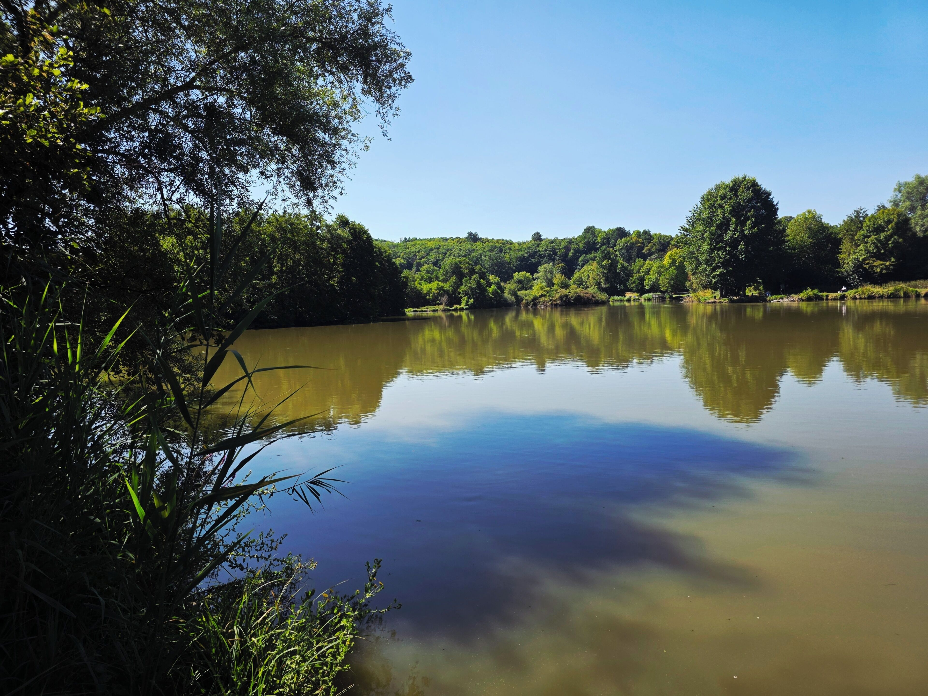Un lago tranquilo rodeado de abundante vegetación y árboles.