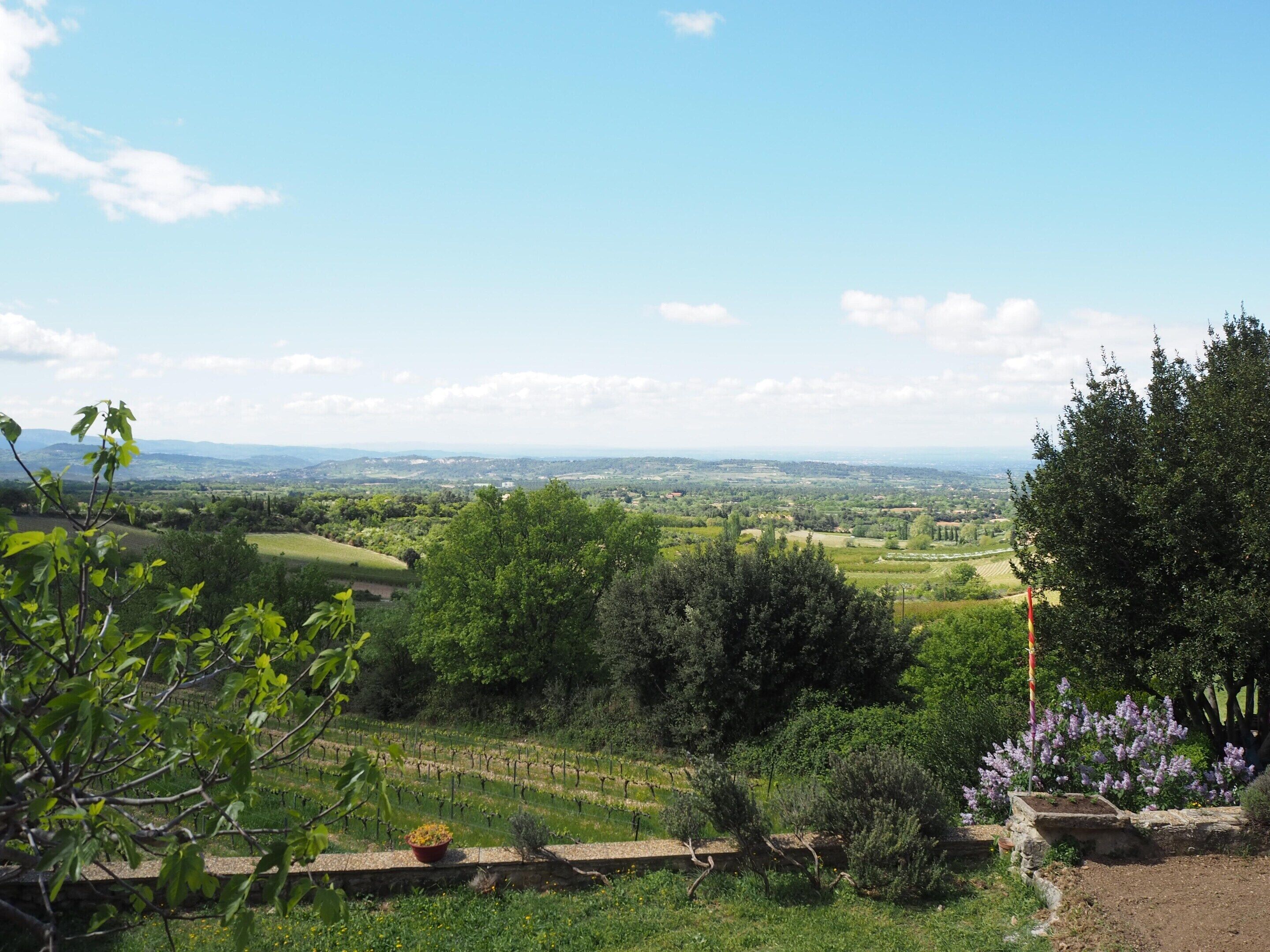 A vineyard with rows of grapevines, a stone wall, and a view of distant hills and fields.
