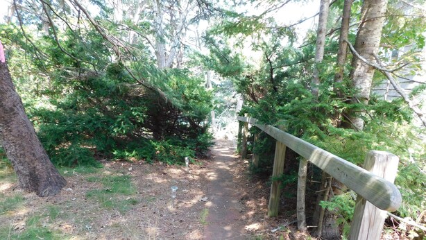 Um caminho arborizado com guarda-corpos de madeira e calçada pavimentada.