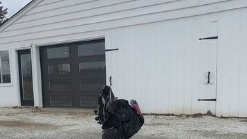 Overnatningsstedets område