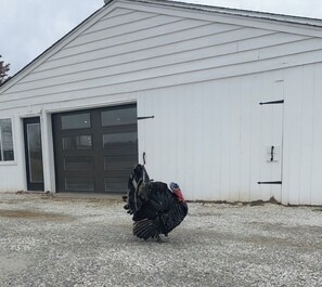 Overnatningsstedets område