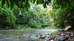 A river flowing through a forested area with rocks along the banks. - Corcovado Pura Vida Stays (Puerto Jiménez)