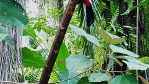 A toucan perched on a branch surrounded by dense foliage. - Corcovado Pura Vida Stays (Puerto Jiménez)