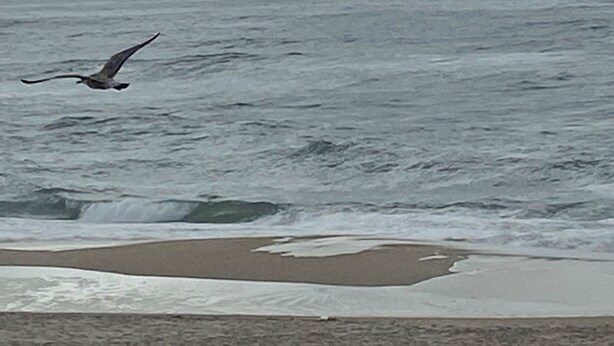 A beach with waves and a bird flying over the water. - The house on the Atlantic Ocean Portugal (Praia do Pedrogao)