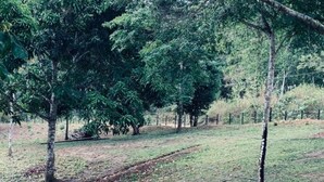 Área natural ao ar livre, com árvores e um campo gramado, provavelmente parte de um hotel.