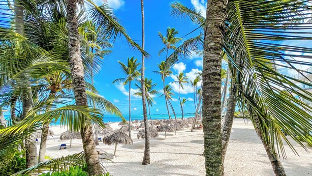 Ein Strand mit Palmen und reetgedeckten Sonnenschirmen.