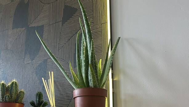 Et træbord med potteplanter, heriblandt en aloe vera, og en dekorativ væg med geometriske mønstre.