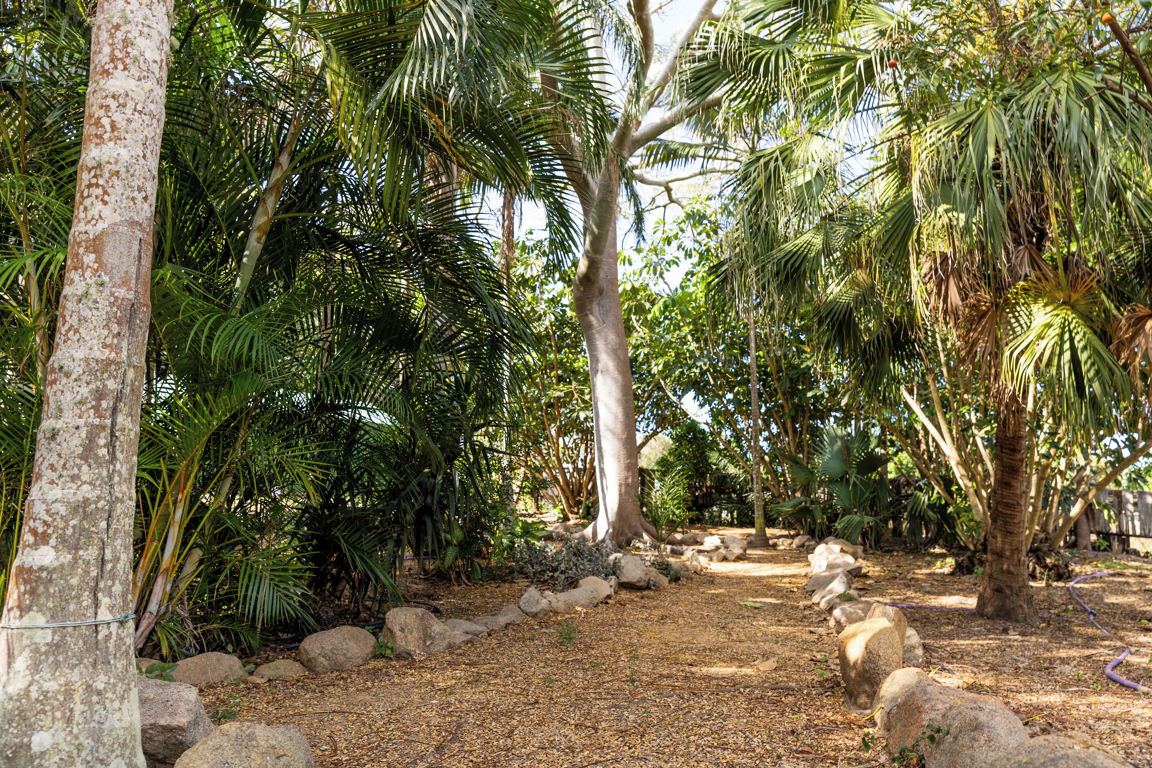 A pathway lined with large rocks and palm trees in a garden setting.