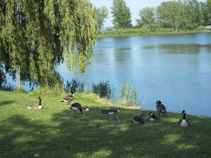 Miscellaneous - Riverside stay, 2 bedrooms, 1 office, free parking (Montréal)