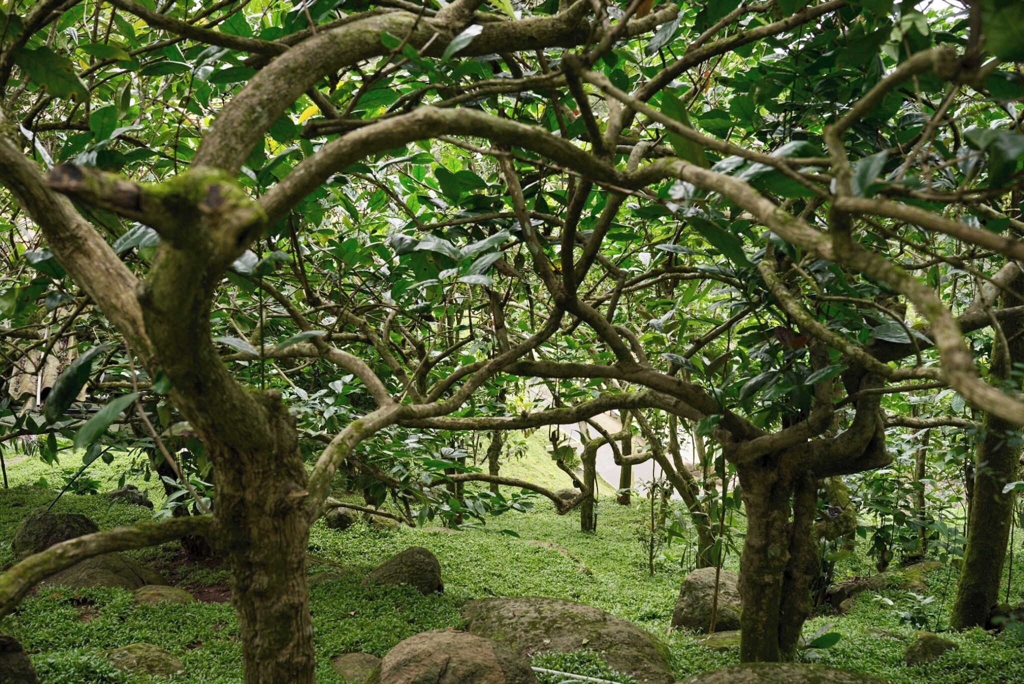 Une forêt dense, parsemée de nombreux arbres et de rochers.
