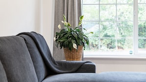 A room with a grey sofa, a wicker plant on a windowsill, and a view of greenery outside. - Charming 2-bedroom house in welcoming University Place with AC (University Place)