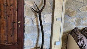A rustic stone wall with a wooden door and a large antler mounted on it.