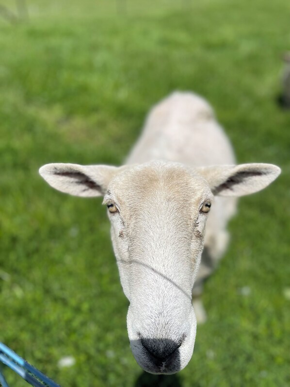A close-up of a sheep's face.