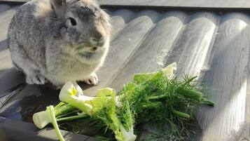 A rabbit sitting on a metal surface with fresh vegetables nearby.