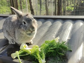 A rabbit sitting on a metal surface with fresh vegetables nearby. - BARONE ANTONIO NEGRI FARMHOUSE (Fisciano)