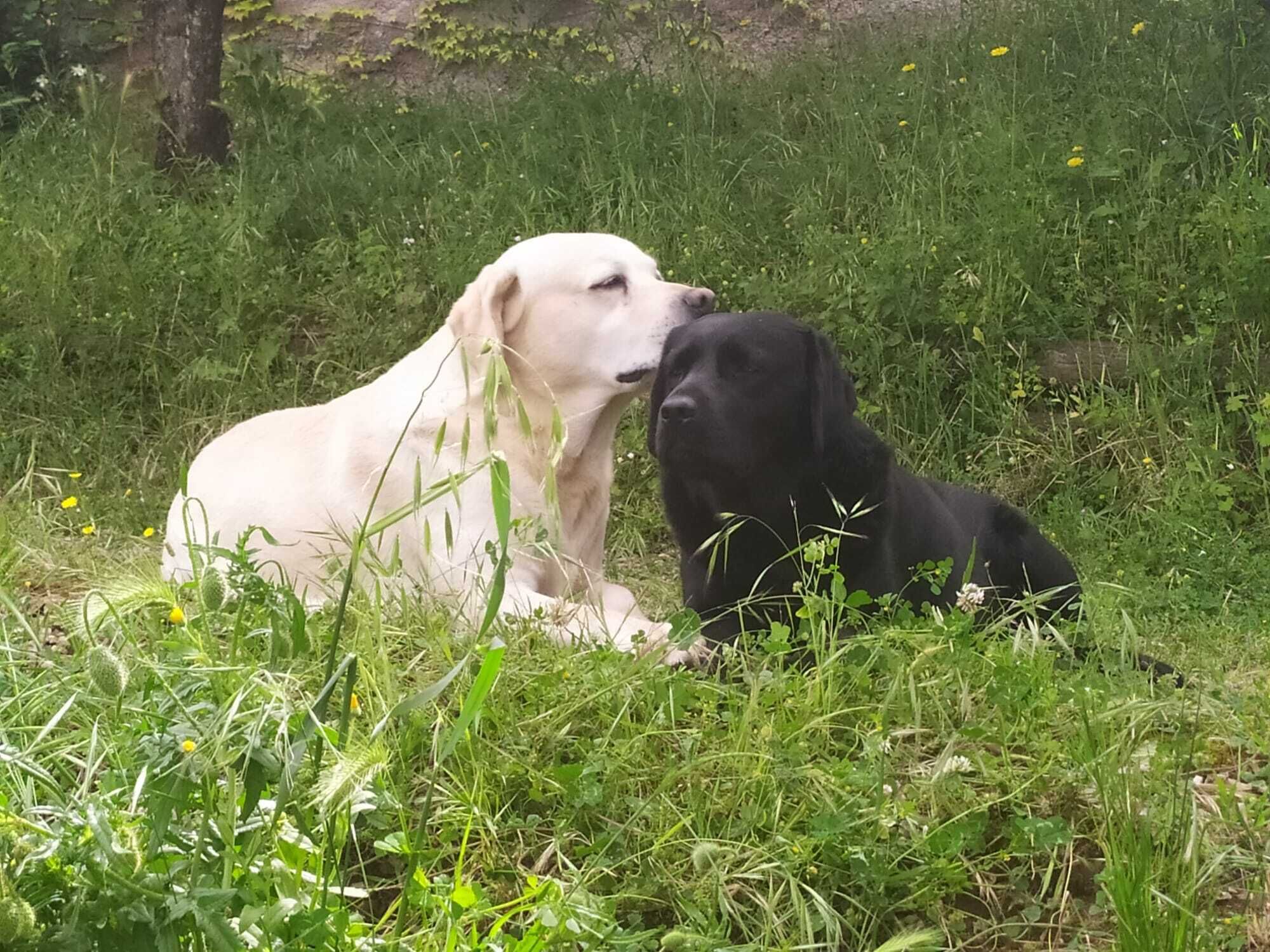 Two dogs lying in a grassy field.