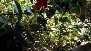 A garden with potted plants and a red flower in the foreground. - BARONE ANTONIO NEGRI FARMHOUSE (Fisciano)